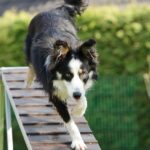 Urban Agility